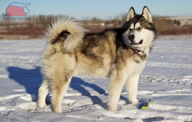 Tìm hiểu về giống chó Alaska Malamute và những điều thú vị