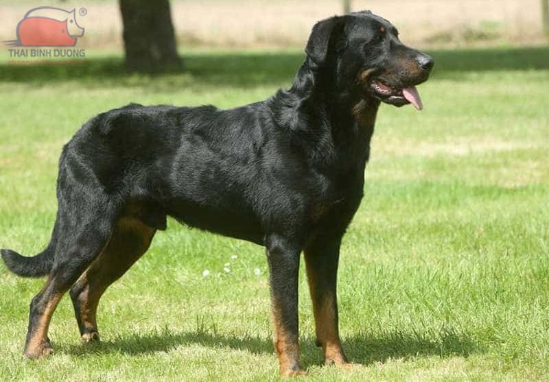 chó Beauceron