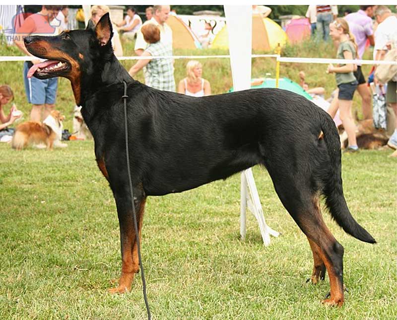 chó Beauceron