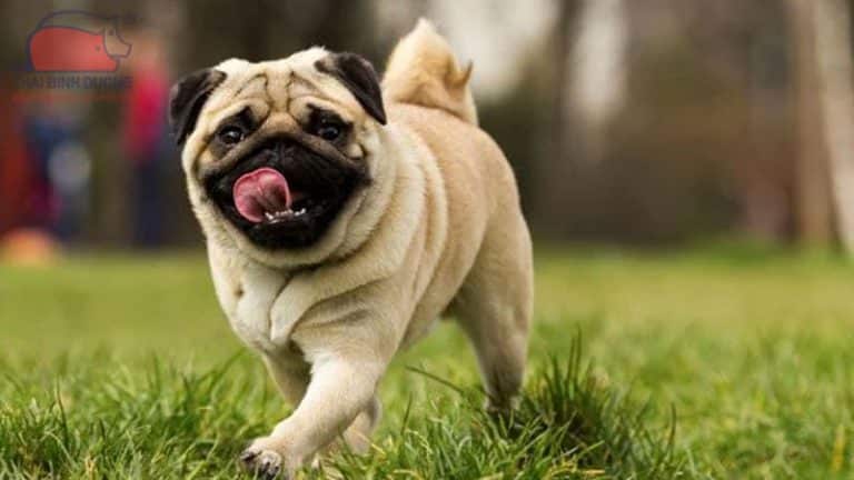 Chó bull mặt xệ: đặc điểm, tính cách và giá bán giống chó mặt ngu