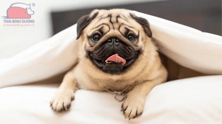 Chó bull mặt xệ: đặc điểm, tính cách và giá bán giống chó mặt ngu