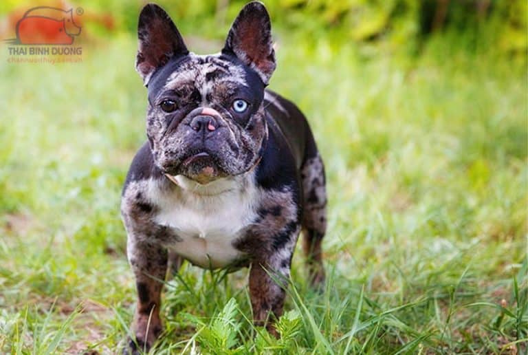 Nguồn gốc, đặc điểm, bảng giá của Chó Bulldog Pháp