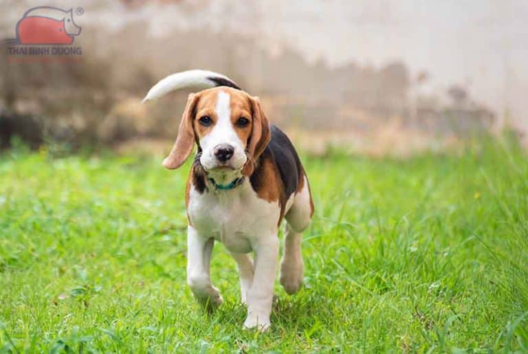 Chó săn thỏ Beagle: Nguồn gốc, đặc điểm và giá bán
