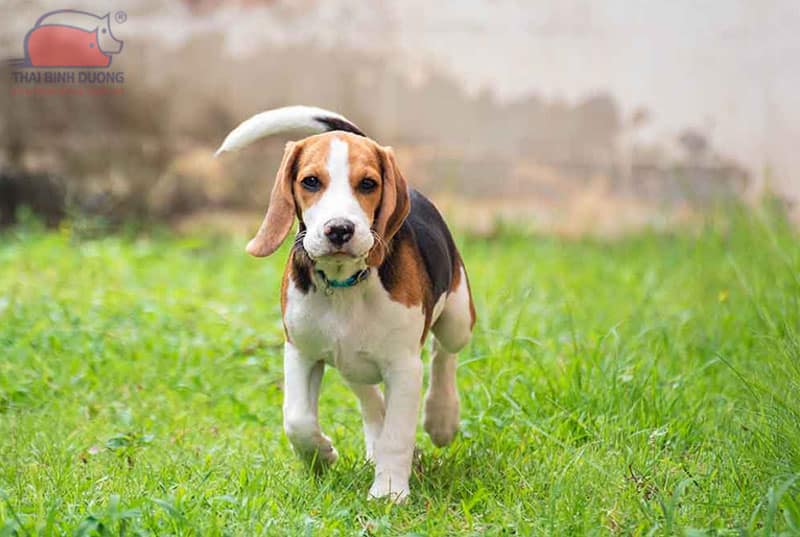 Chó săn thỏ Beagle