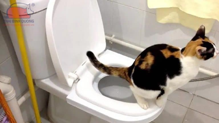 Cách dạy mèo đi vệ sinh đúng chỗ