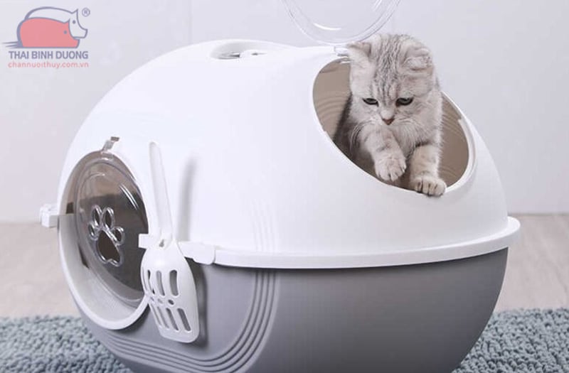Cách dạy mèo đi vệ sinh đúng chỗ