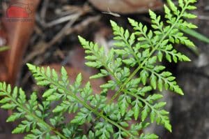 Cheilanthes tenuifolia