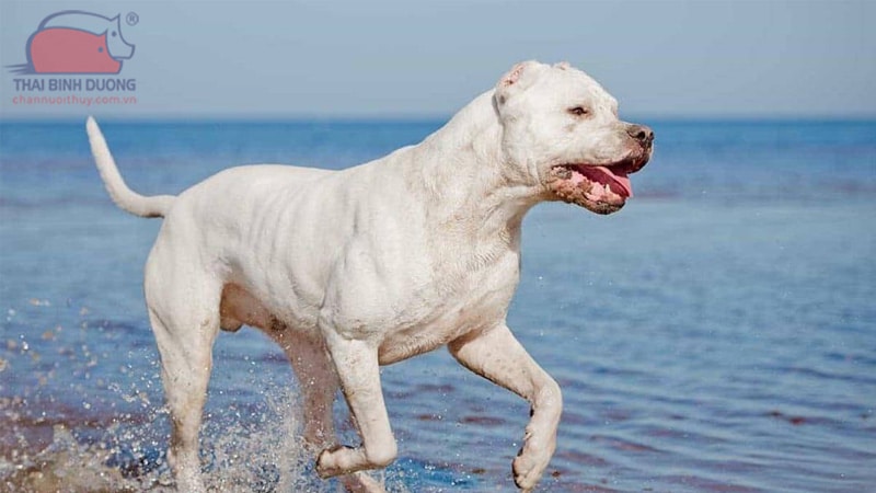 Chó Dogo Argentino