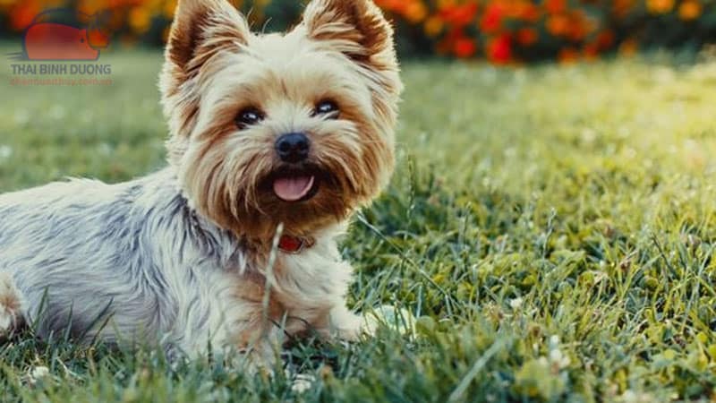 Cho-Yorkshire-Terrier