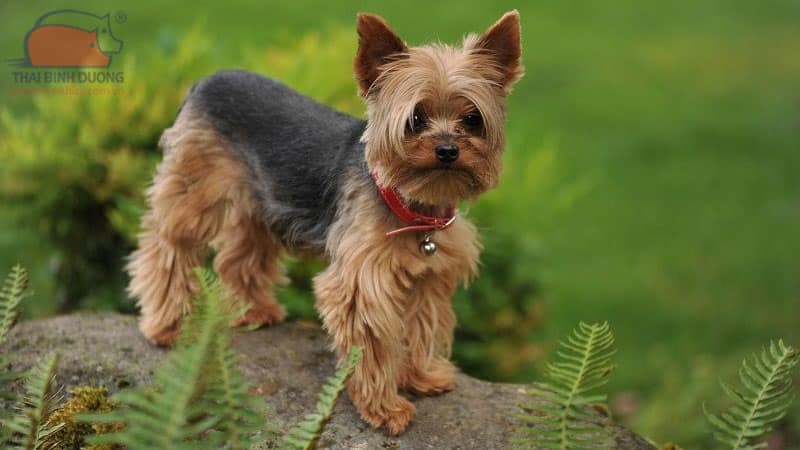 Cho-Yorkshire-Terrier
