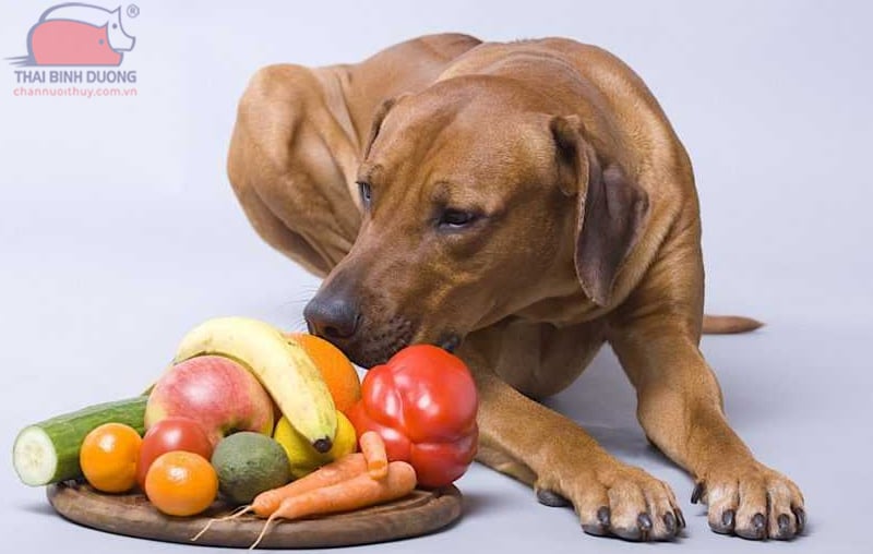 chó ăn được trái cây không