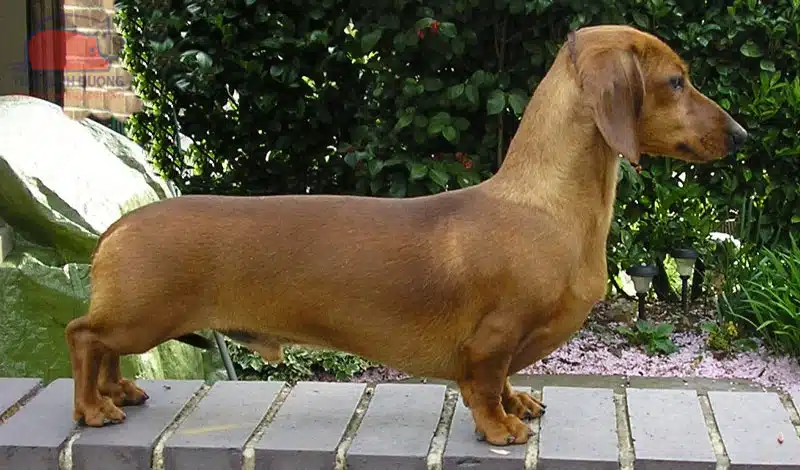 chó lạp xưởng dachshund