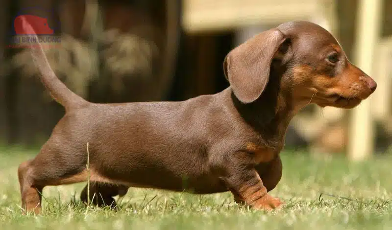 chó lạp xưởng dachshund
