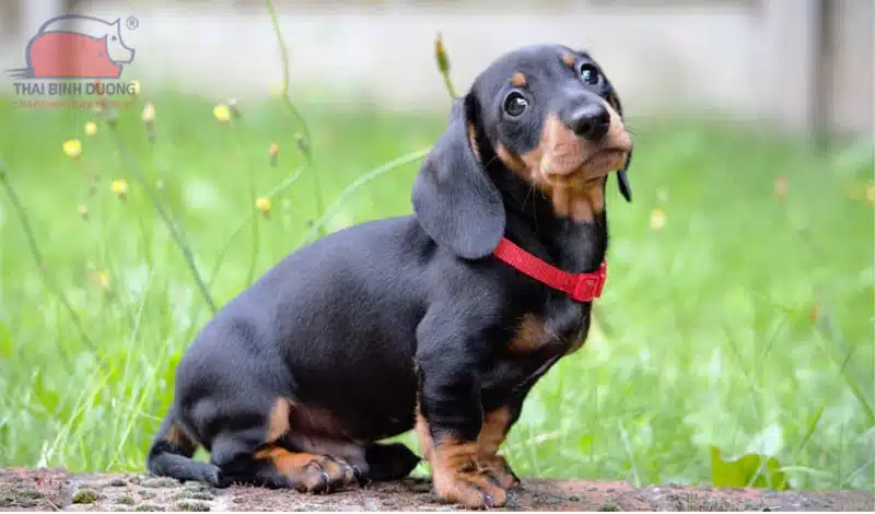 chó lạp xưởng dachshund