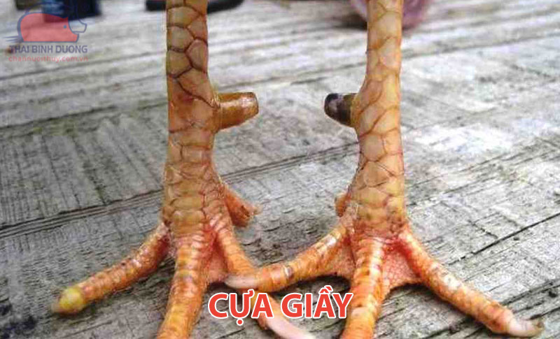 cua-giay