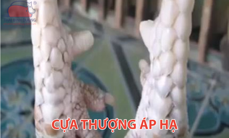 cua-thuong-ap-ha