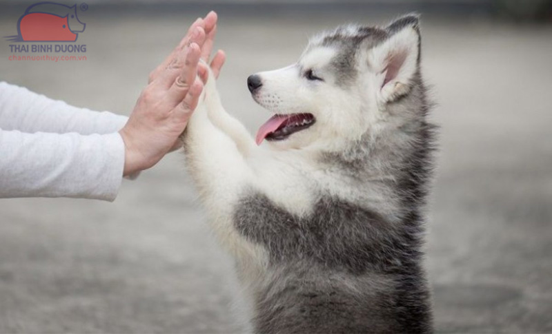Chó Husky được giáo dục để hiểu và tuân thủ các lệnh và hướng dẫn