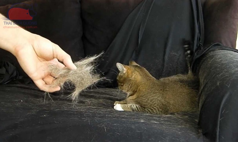 mèo bị rụng lông