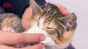 mèo bị sổ mũi