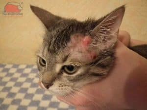 Mèo bị viêm da
