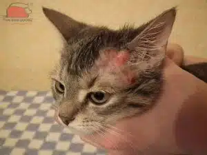Mèo bị viêm da