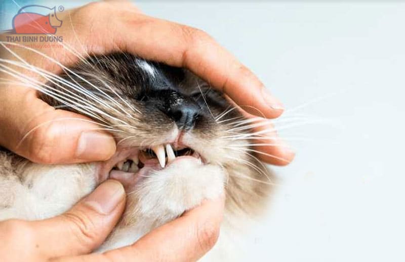 Mèo có thay răng không