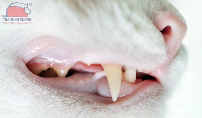 Mèo có thay răng không