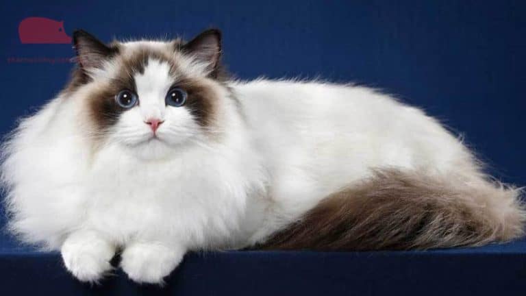 Tìm hiểu về đặc điểm của giống mèo Ragdoll lông ngắn