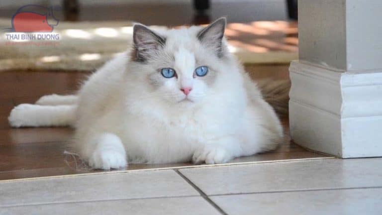 Tìm hiểu về đặc điểm của giống mèo Ragdoll lông ngắn