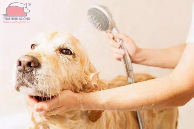 Chó sợ mùi gì nhất? Người nuôi chó cần biết để né tránh 7 vệ sinh cho chó
