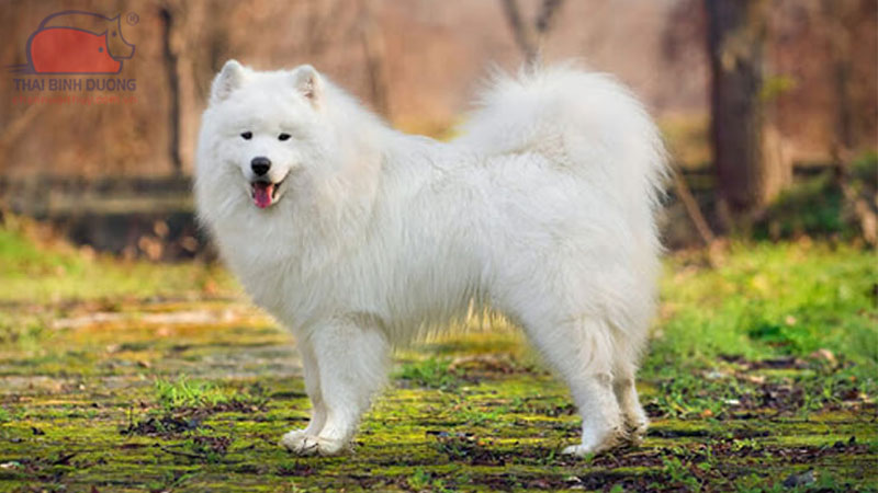 Cho Samoyed