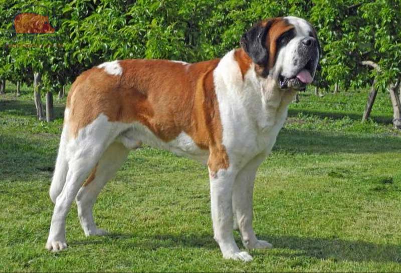 Chó St Bernard