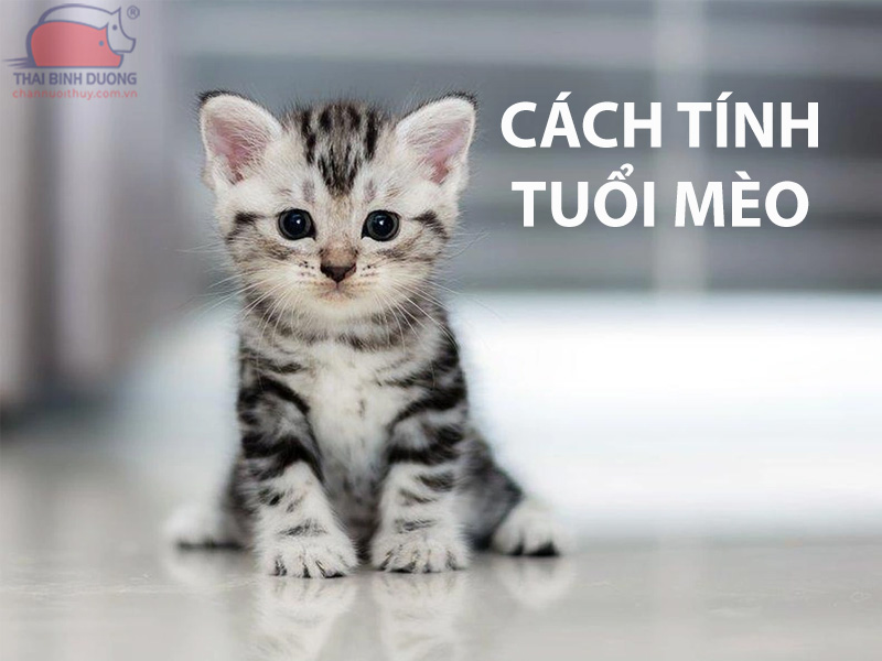 Cách tính tuổi mèo