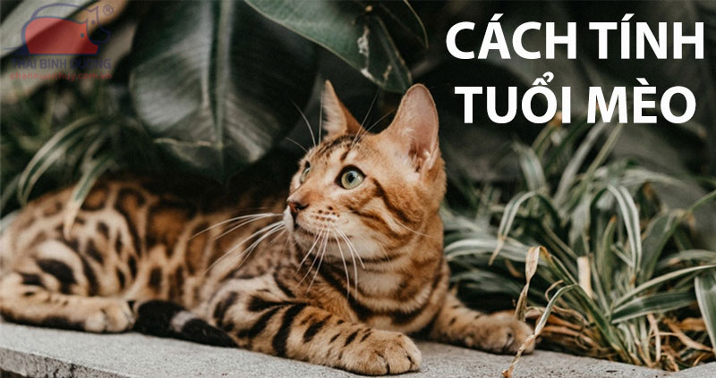 Cách tính tuổi mèo