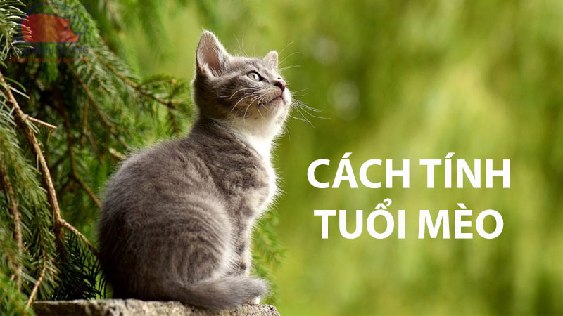 Cách tính tuổi mèo