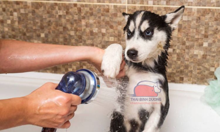 Cách chăm sóc chó Alaska