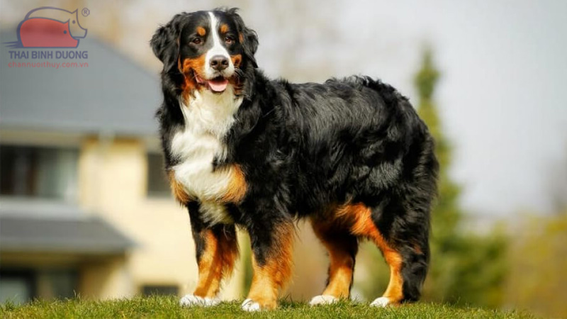 cho bernese