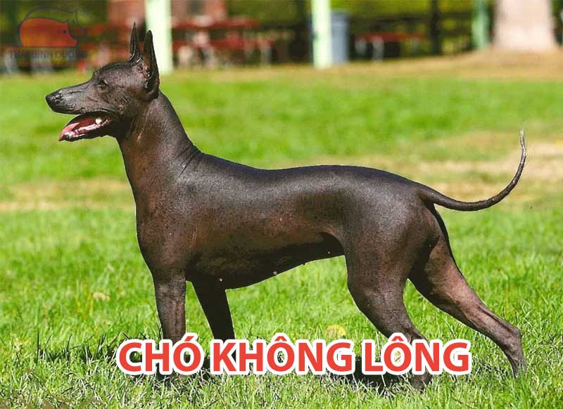 cho khong long