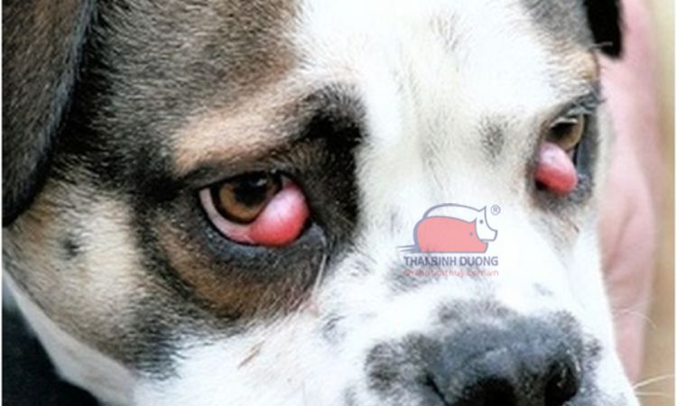 Chó bị nổi mụn ở mắt