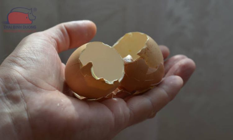 Dấu hiệu nhận biết trứng gà ấp bị hỏng