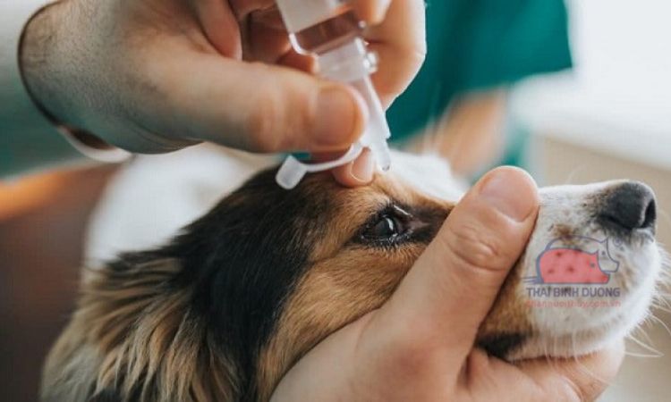 Phương pháp điều trị khi chó bị mắt lồi, sưng