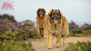 Chó Leonberger