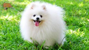 phoc soc pomeranian