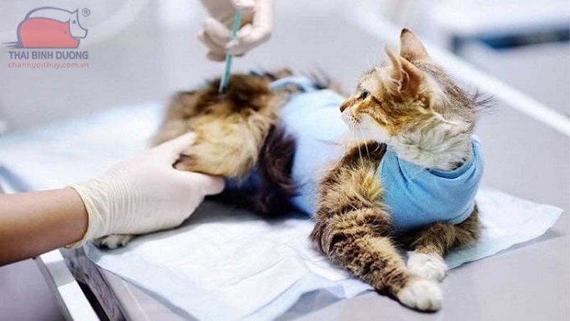 thuốc tránh thai cho mèo
