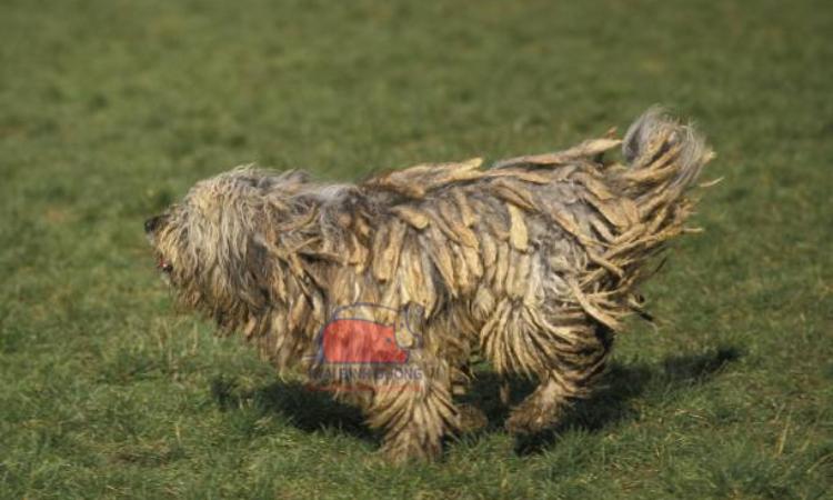 Chó chăn cừu Bergamasco