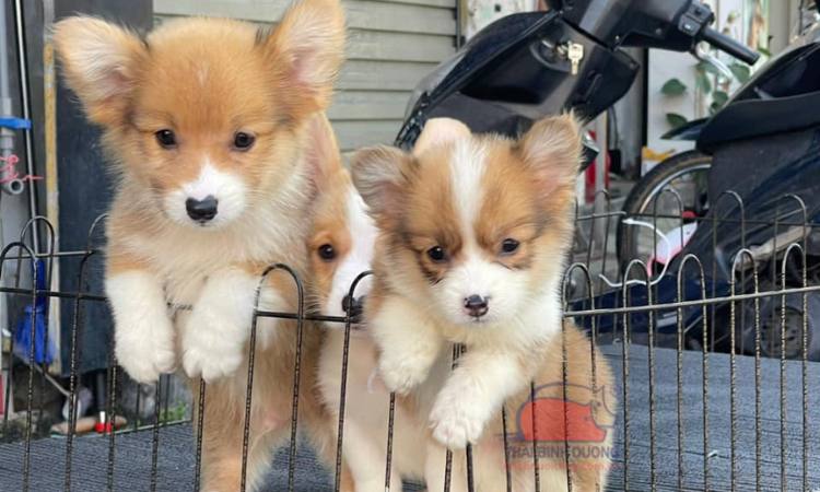 Cập nhật giá chó Corgi