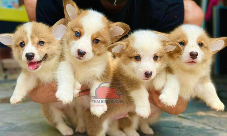 Chó Corgi giá bao nhiêu