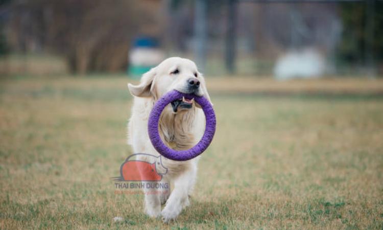 Huấn luyện chó Golden Retriever