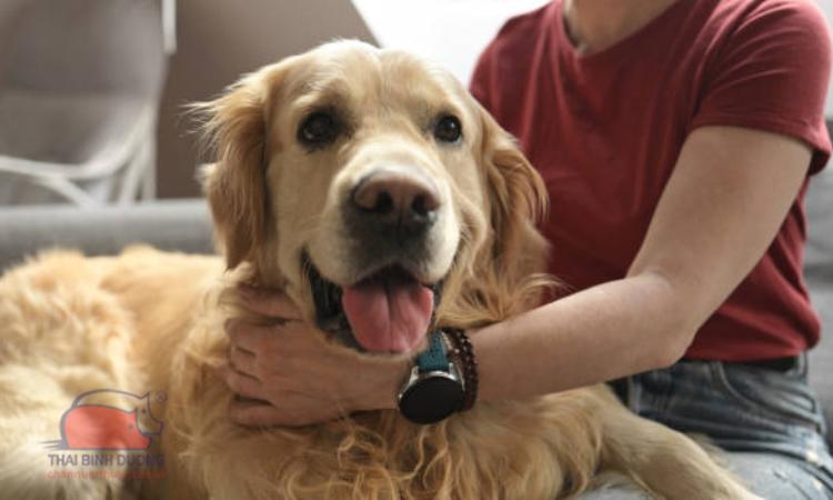 chó Golden Retriever