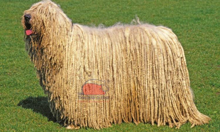 Chó Komondor